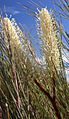 Grevillea candelabroides mingenew email