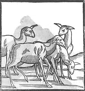 Guanacos-llamas-el-primero-imagen-en-europa-1553