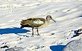 Hadada ibis, South Africa (2017)