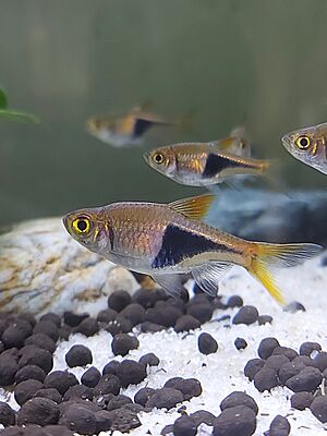 Harlequin rasboras 03.jpg