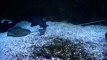 Honeycomb stingray (Himantura uarnak)