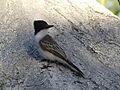 INaturalist Loggerhead Kingbird