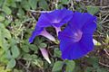 Ipomoea indica