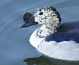 Knob-billed Duck Male AMSM8872