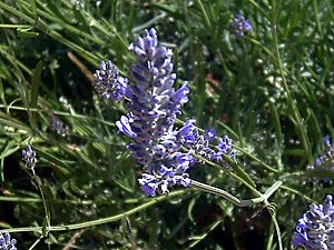 Lavandula latifolia DehesaBoyalPuertollano.jpg