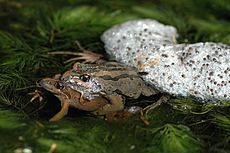 Limnodynastes peronii with spawn