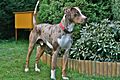 Louisiana Catahoula Leopard Dog - Red Leopard