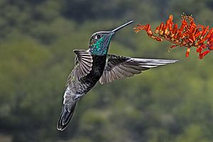 MagnificentHummingbird.jpg