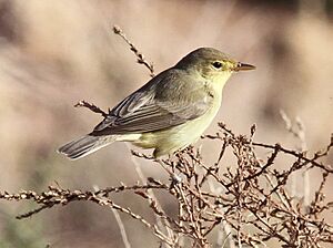 Melodious warbler