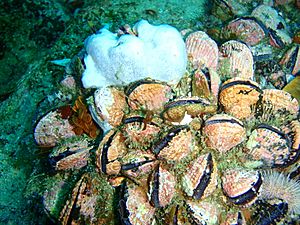 Mussels at Strawberry Rocks PC013145