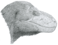 Nanuqsaurus