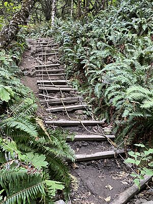 Olympic NP Climbing Ladder