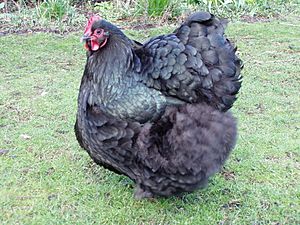 Orpington chicken 2.jpg