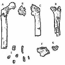 Orrorin tugenensis.jpg