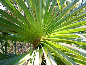 Pandanus spiralis.jpg