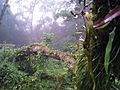 Parque nacional yacamù Lara