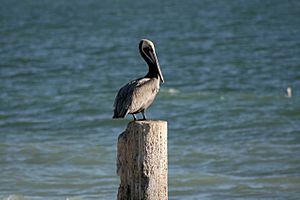 Pelican at Kino Bay, SON