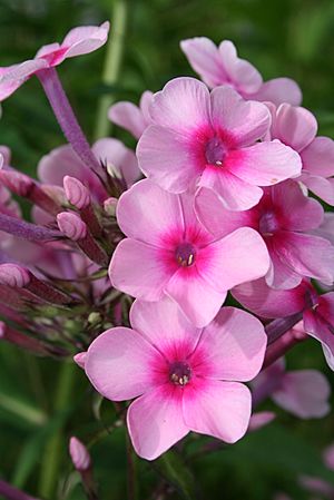 Phlox paniculata Miss Pepper4