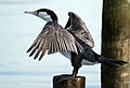 Pied Shag . (8064361718)