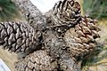 Pinceae Bishop pine prickle cone pine pinus muricata