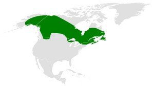 Poecile hudsonicus distribution map.png