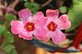 Portulaca flowers 12