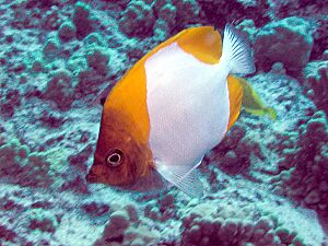 Pyramid Butterflyfish.jpg