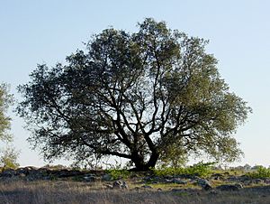 Quercus englmannii sillouette.jpg