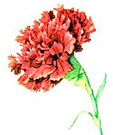 Red Carnation NGM XXXI p507.jpg