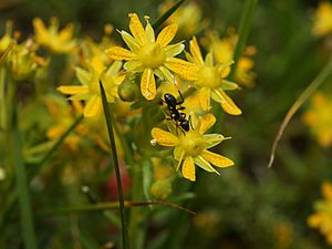 Saxifraga aizoides (flowers).jpg