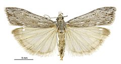 Scoparia harpalea male.jpg