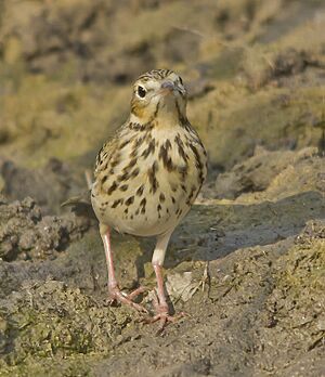 Side view of Tree Pipit