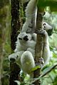 Silky sifaka Allocare