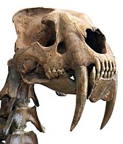 Smilodon head