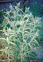 Solanum elaeagnifolium2.jpg