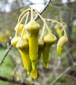 Sophora fulvida kowhai flowers