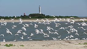 Terns on Cape Island.JPG