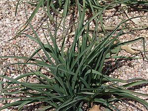 Tradescantia occidentalis at Denver Botanic Gardens at Chatfield State Park