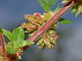 Urticaceae - Parietaria judaica-1