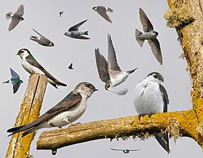 Violet-green Swallow From The Crossley ID Guide Eastern Birds