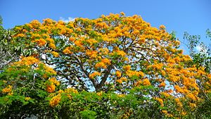 Yellow poinciana full bloom 20110518