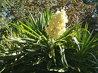 Yucca elephantipes HRM2