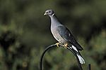 101 Band-tailed Pigeon.jpg