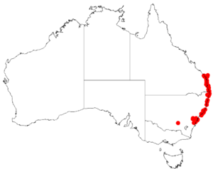 Acacia baueriDistMap105.png