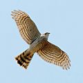 Accipiter nisus -in flight-8-4c