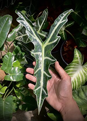 Alocasia sanderiana or Kris Plant