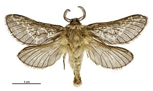 Aoraia flavida m.jpg