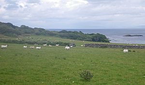 Ardtallasheepgrazingislay.jpg