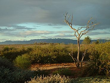 Arid Gardens.jpg