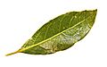 Bay leaf442.jpg